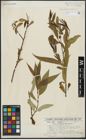 Foto von Salix alba L. x Salix fragilis L.
